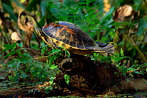 Florida red bellied turtle {Pseudemys nelsoni} sunning, Florida, USA.