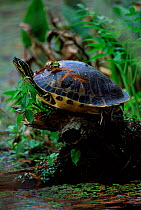 Florida red bellied turtle {Pseudemys nelsoni} sunning, Florida, USA.