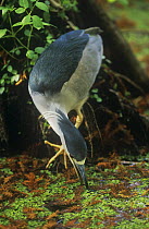Black crowned night heron {Nycticorax nycticorax} foraging in cypress swamp, Florida, USA
