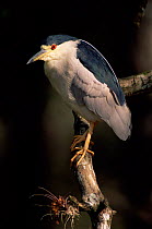 Black crowned night heron portrait {Nycticorax nycticorax} Florida, USA