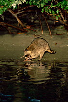 Raccoon {Procyon lotor} feeds on fish left by fishermen in mangrove swamp, Florida, USA