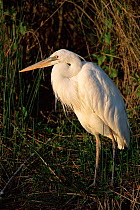 Great blue heron, white morph {Ardea herodias} Everglades, Florida, USA