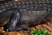 Close up of skin and leg of American alligator {Alligator mississippiensis} Florida, USA.