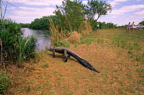 Tourists watch American alligator walking to water, Florida, USA