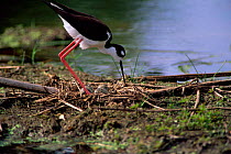 Black necked stilt tending eggs in nest {Himantopus mexicanus} Florida, USA