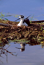 Black necked stilt sitting on nest {Himantopus mexicanus} Florida, USA