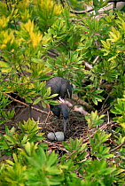 Tricoloured heron tends eggs in nest {Egretta tricolor} Florida, USA