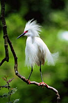 Snowy egret portrait, pink lores of breeding plumage {Egretta egret} Florida, USA