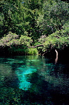 River in Ichetucknee State Park, Florida, USA