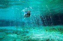 Snorkler at entrance to Devil Cave system, head of Ginnie springs, Florida, USA