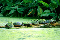 Florida red bellied turtles sunning on log {Pseudemys nelsoni} Florida, USA