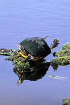 Florida red bellied turtle 'flying' sunning on log {Pseudemys nelsoni} Florida, USA