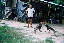 Training fighting cocks, E-sarn, Thailand