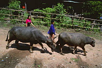 Women herding Buffalos along street, E-Sarn, Thailand