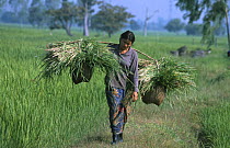 Woman carries grass for cattle fodder, E-Sarn, Thailand