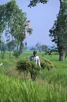 Man carries grass for cattle fodder, E-Sarn, Thailand