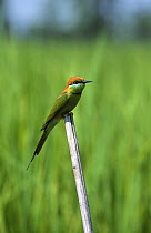 Little green bee-eater {Merops orientalis} Thailand