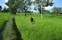 Man sowing seeds in rice field, E-Sarn, Thailand