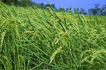 Rice growing in field {Oryza sativa} E-Sarn, Thailand