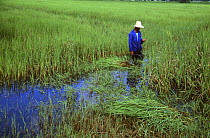 Man harvests rice grass for cattle fodder, E-Sarn, Thailand