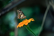 Butterfly {Papilio demoleus} on flower, Thailand