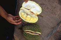 Durian fruit for sale in market {Durio zibethinus} Thailand