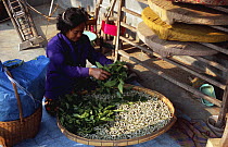 Woman feeds caterpillars of Thai silkworm with Mulberry leaves, E-Sarn, Thailand