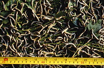 Caterpillars of Thai silkworm feed on Mulberry leaves, E-Sarn, Thailand
