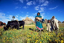 Highland farming family outside huts with livestock + meskal daisies, Ethiopia 2002