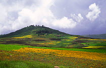Highland farmland landscape with yellow meskal daisies after rains, Ethiopia