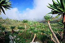 Giant lobelias {Lobelia rhynchopetalum} in highlands, Guassa region, Ethiopia