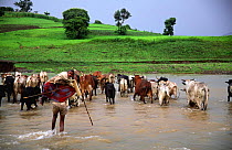 Farmer herds cattle and carries son across Little Blue Nile river, Ethiopia