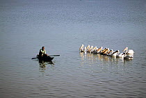 White pelicans wait for scraps of fish from fisherman, Lake Tana, Ethiopia, 2002
