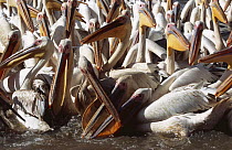 Eastern white pelicans {Pelecanus onocrotalus} waiting for scraps from fisherman, Ethiopia