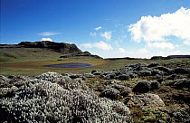 Afroalpine habitat, Bale NP, Simien highlands, Ethiopia