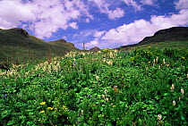 Highland landscape in wet season with grass and flowers, Guassa, Ethiopia