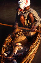 Traditional fisherman with catch in papyrus tankwa boat, Lake Tana, Ethiopia