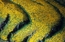 Highland farmland with yellow meskal daisies flowering in wet season, Ethiopia