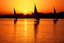 Feluccas on River Nile at sunset, Luxor, Egypt