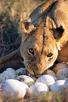 African lion {Panthera leo} raiding Ostrich nest, Masai Mara, Kenya