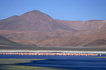 James flamingo flock {Phoenicoparrus jamesi} Salar Pujsa, Chile, South America