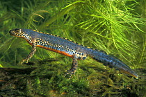 Alpine newt underwater {Triturus alpestris} Belgium