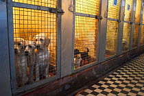 Domestic dogs at animal shelter Belgium