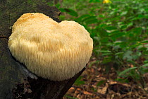 Bearded tooth fungus on tree stump {Hericium erinaceus} Belgium