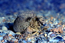 Rock pool blenny in dark breeding colour {Parablennius sanguinolentus} Mediterranean