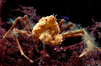 Leach's spider crab {Inachus phalangium} Brittany France
