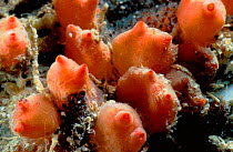 Lesser gooseberry sea squirts {Distomus variolosus} Brittany France