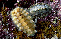 Chitons {Acanthochitona fascicularis} Brittany France