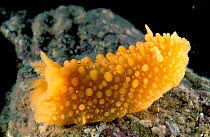 Warty nudibranch {Doris verrucosa} Brittany France
