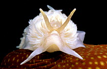 Common grey seaslug {Aeolidia papillosa} feeds on sea anemone Brittany France